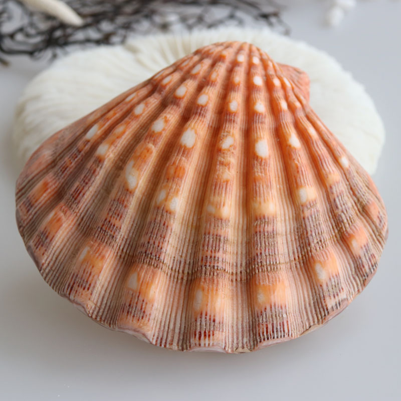 Моллюск из рода pecten.
